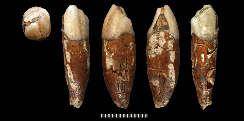 A tooth of the Sinanthrope studied by Pierre Teilhard was found… in Sweden!